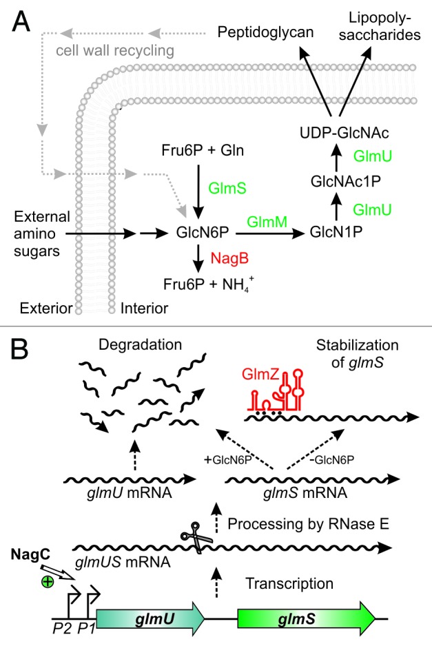 graphic file with name rna-11-433-g1.jpg