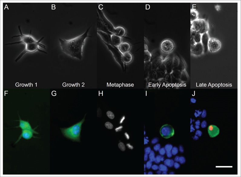 Figure 1.