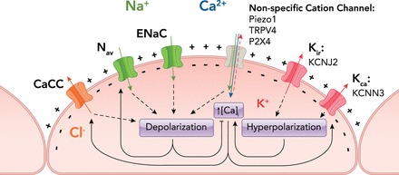 FIGURE 1.