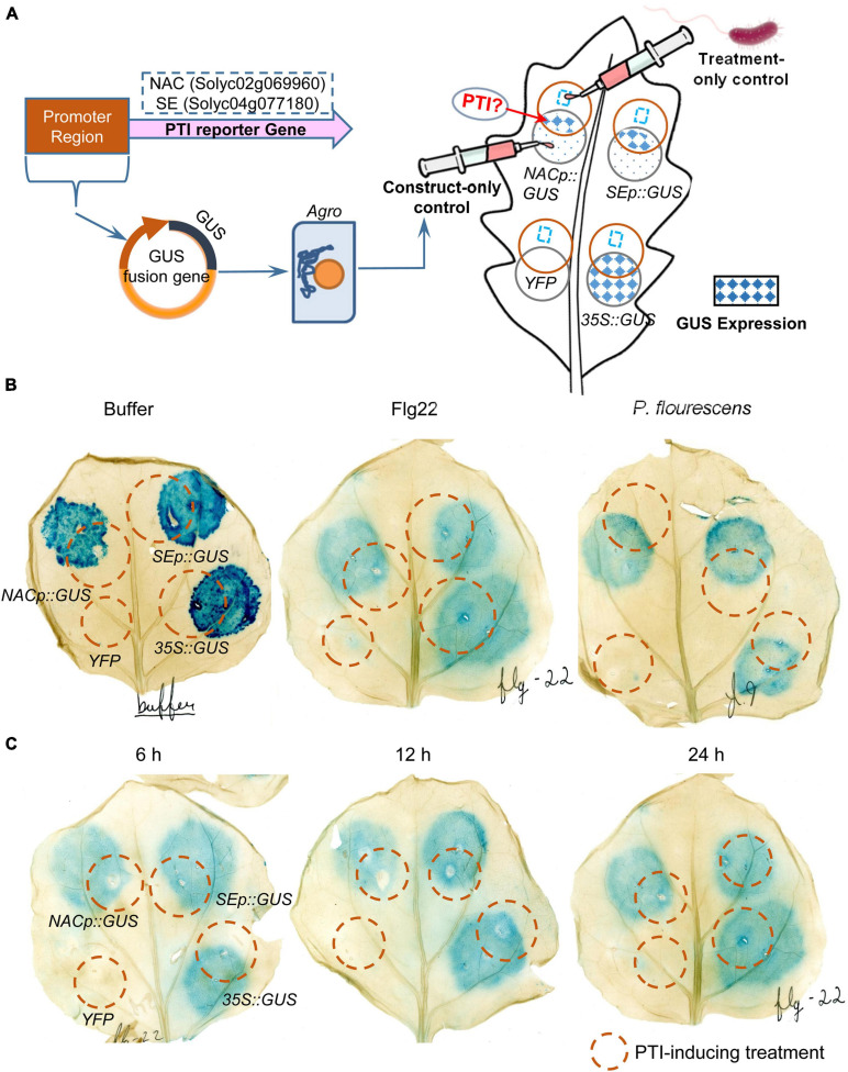 FIGURE 6