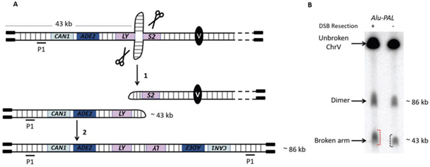 Fig. 2