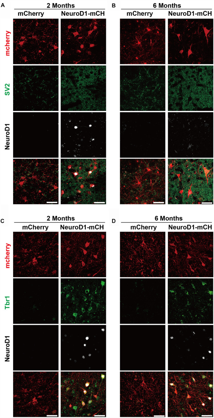 FIGURE 6