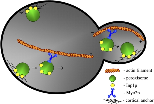 Figure 10.