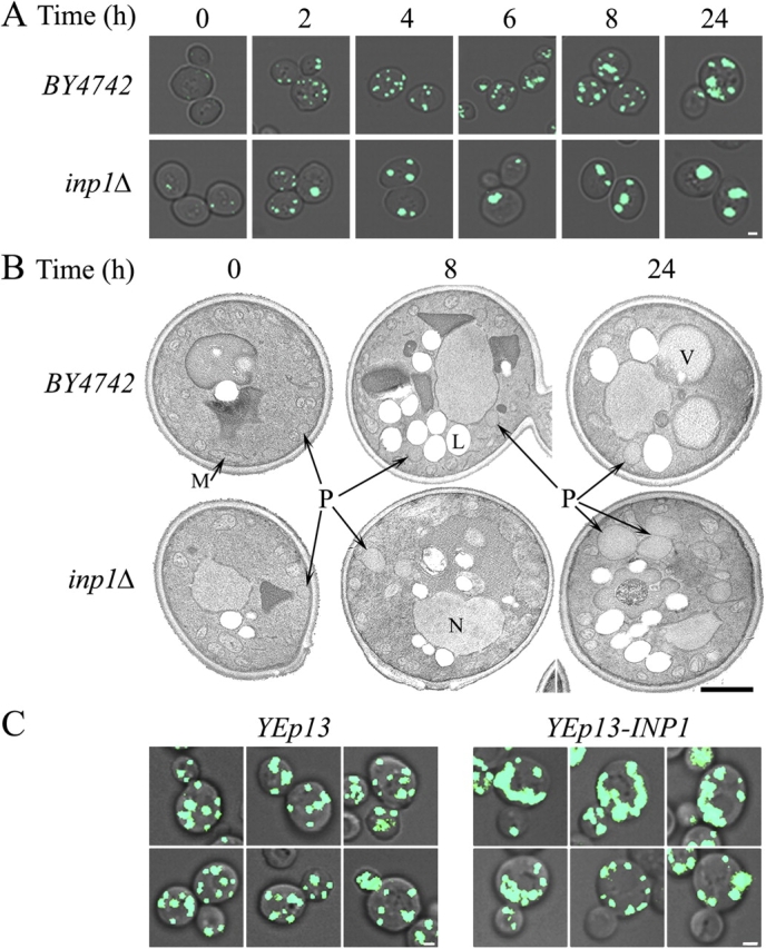 Figure 2.