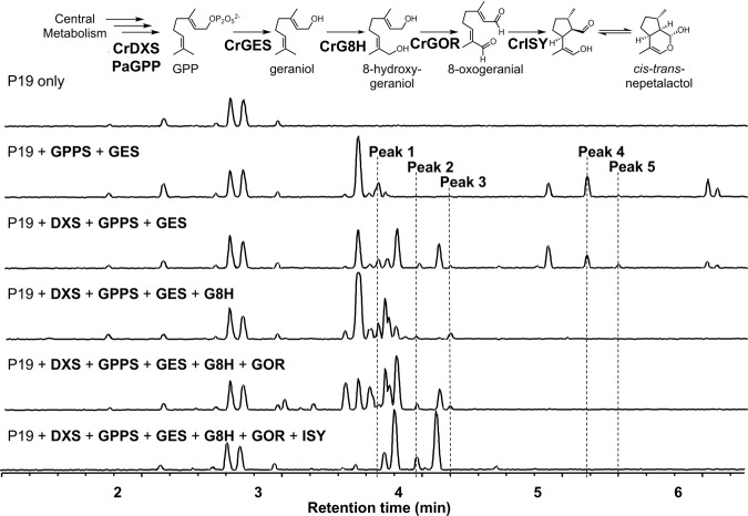 Fig. 1