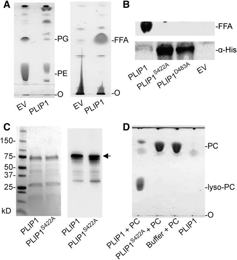 Figure 2.