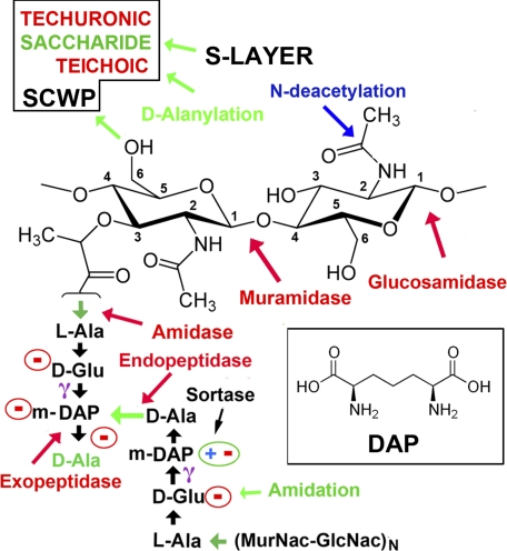 FIGURE 1.