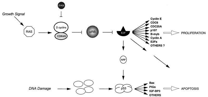 FIG. 12