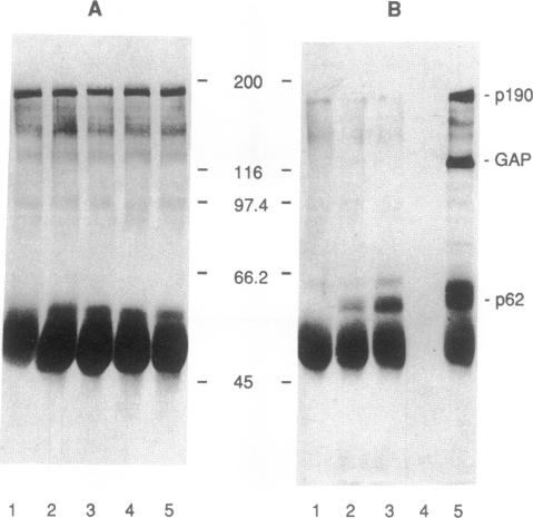 graphic file with name pnas01079-0082-a.jpg