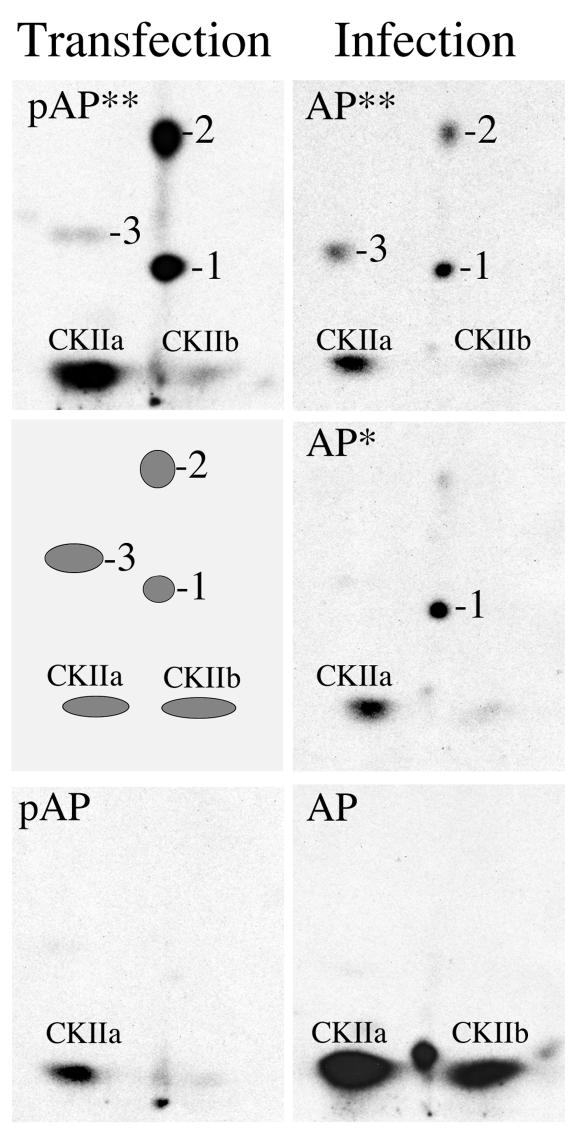 FIG. 4.