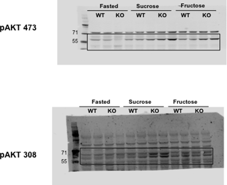 Figs22