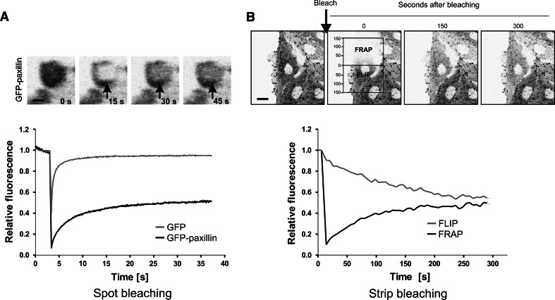 Fig. 4