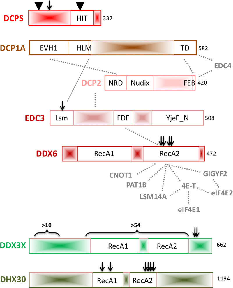 Figure 2.