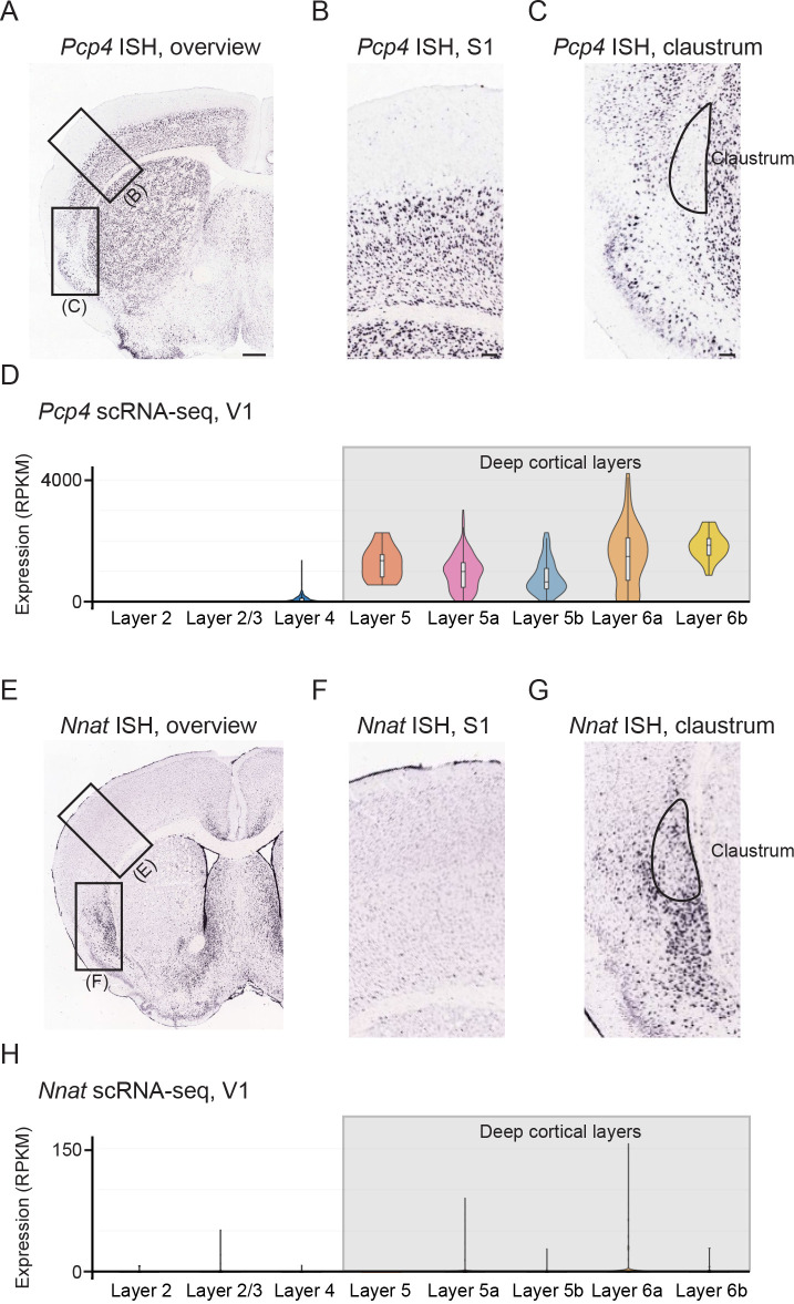 Figure 1—figure supplement 4.