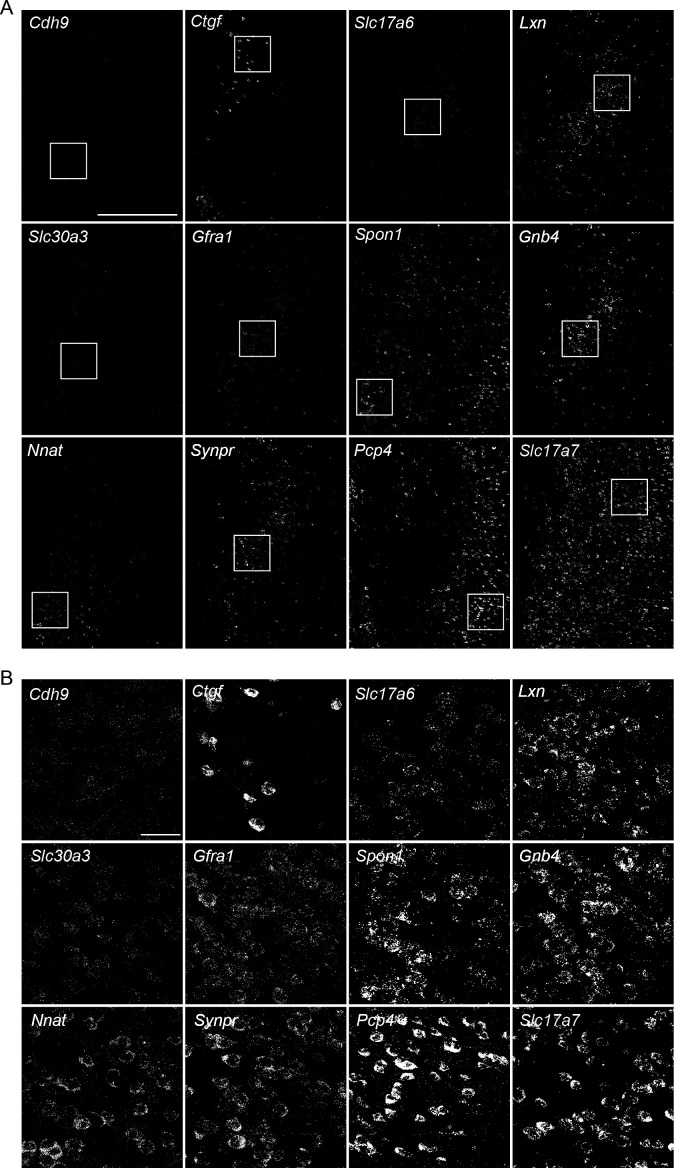 Figure 2—figure supplement 2.