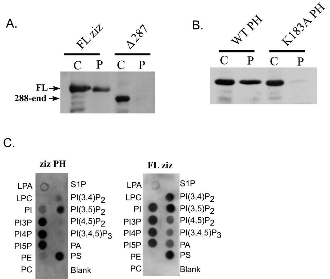 Fig. 5