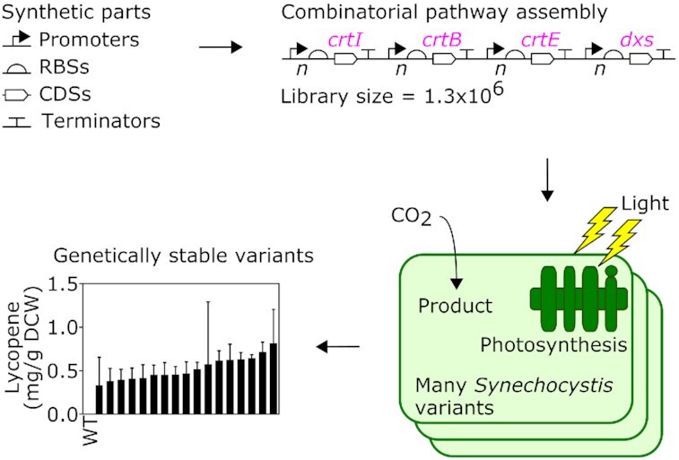 Graphical Abstract