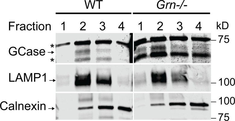 Fig 5