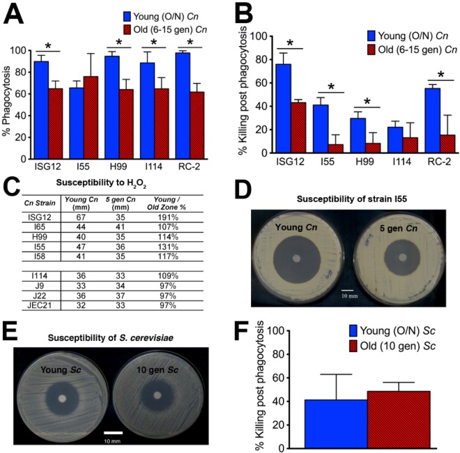 FIG 2 