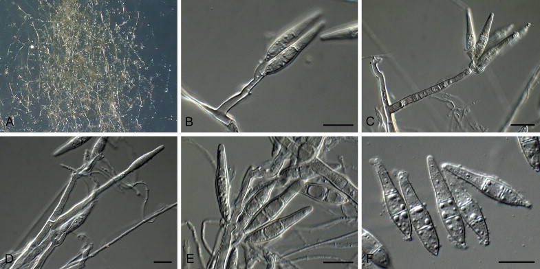 Fig. 11