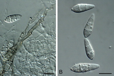 Fig. 10