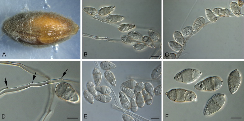 Fig. 19