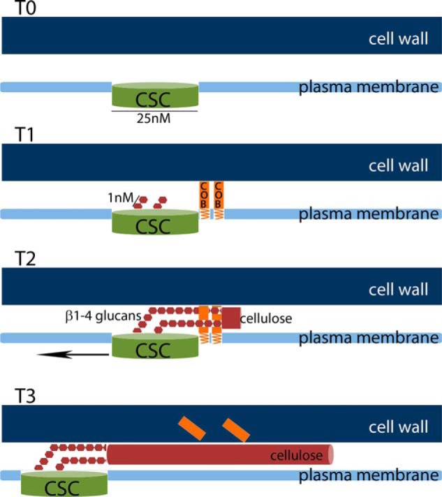 FIGURE 7.