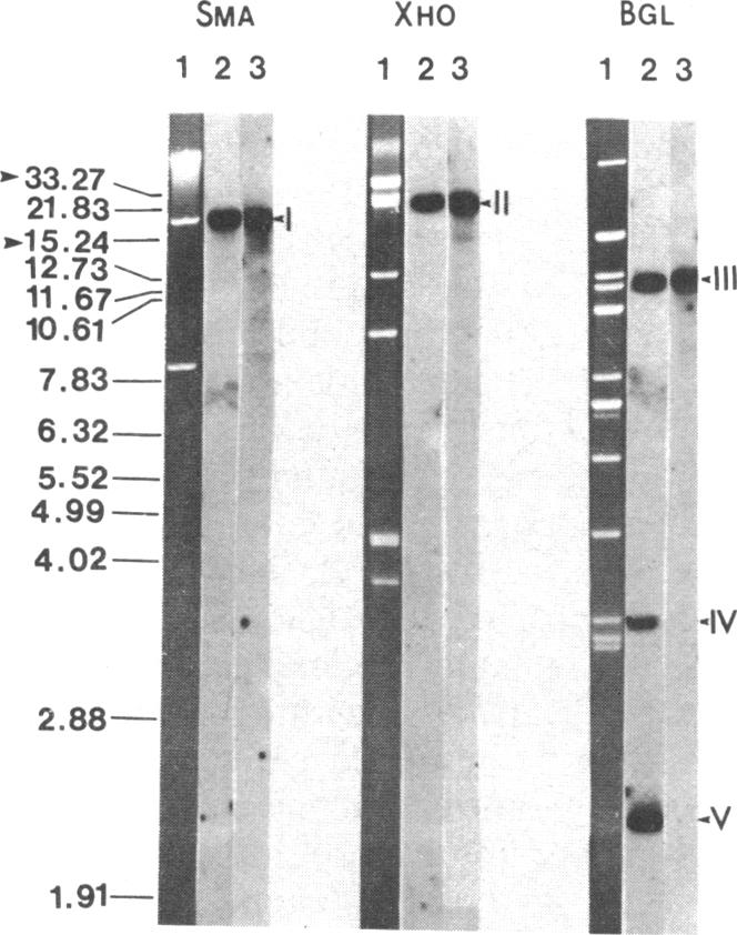 graphic file with name pnas00614-0181-a.jpg