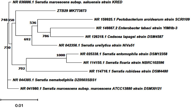 FIGURE 1