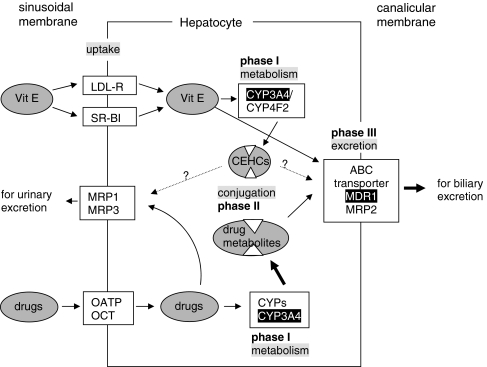 Fig. 2