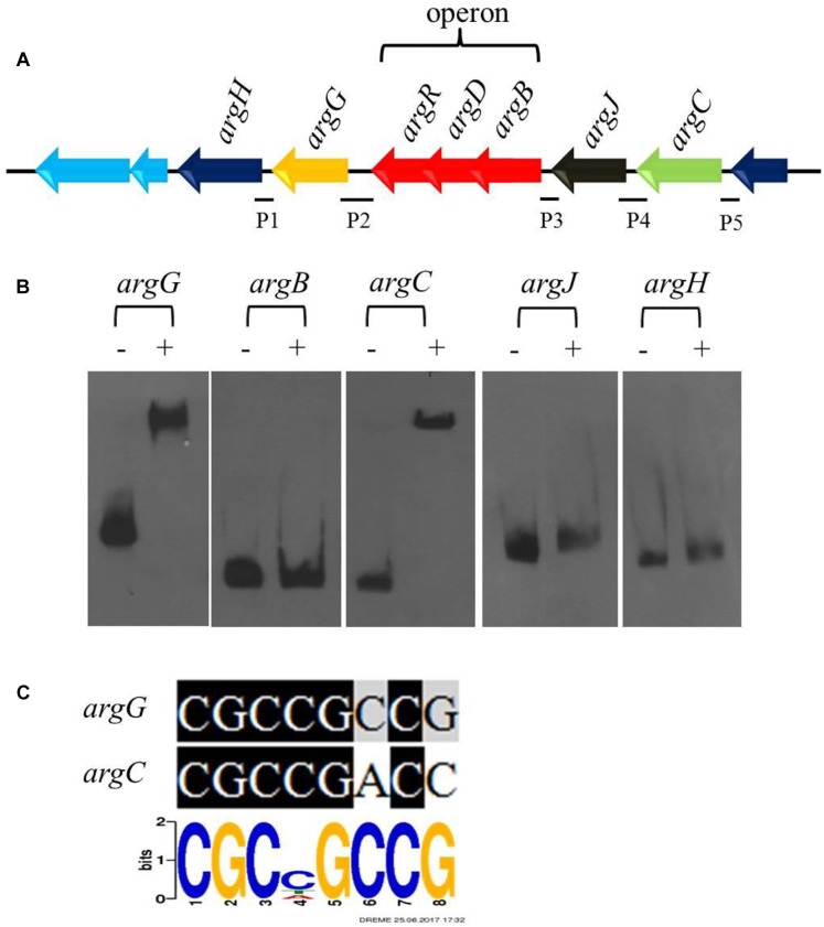 FIGURE 5