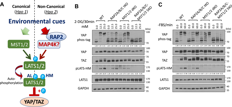 Figure 2