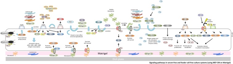 FIG. 2.