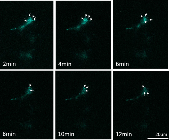 Fig. 4