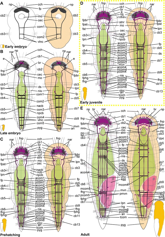 Fig. 16