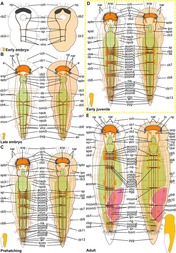 Fig. 15