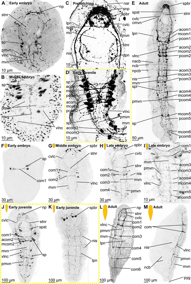 Fig. 11