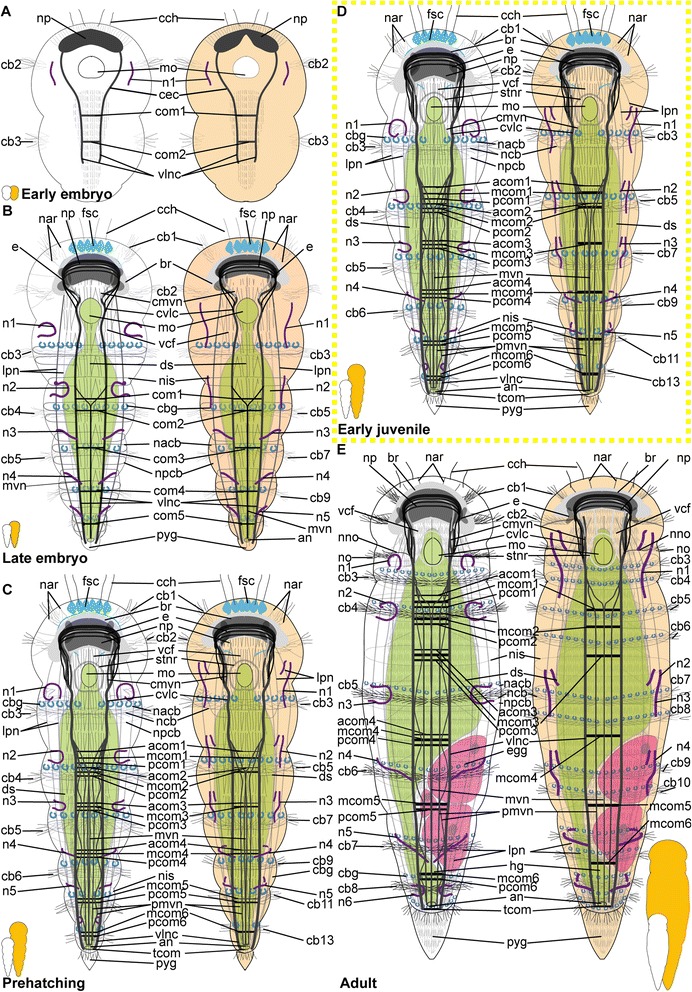 Fig. 14