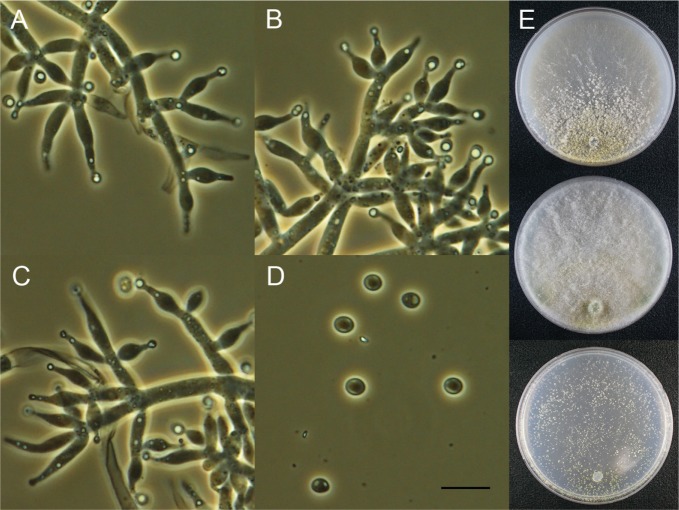 Fig. 3