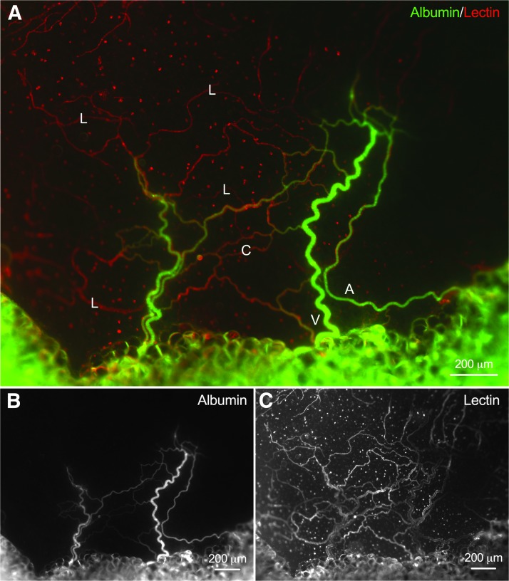 FIG. 2.