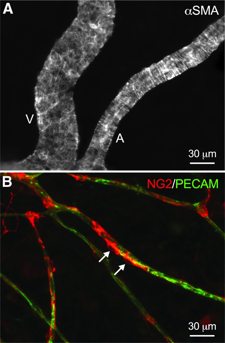 FIG. 5.