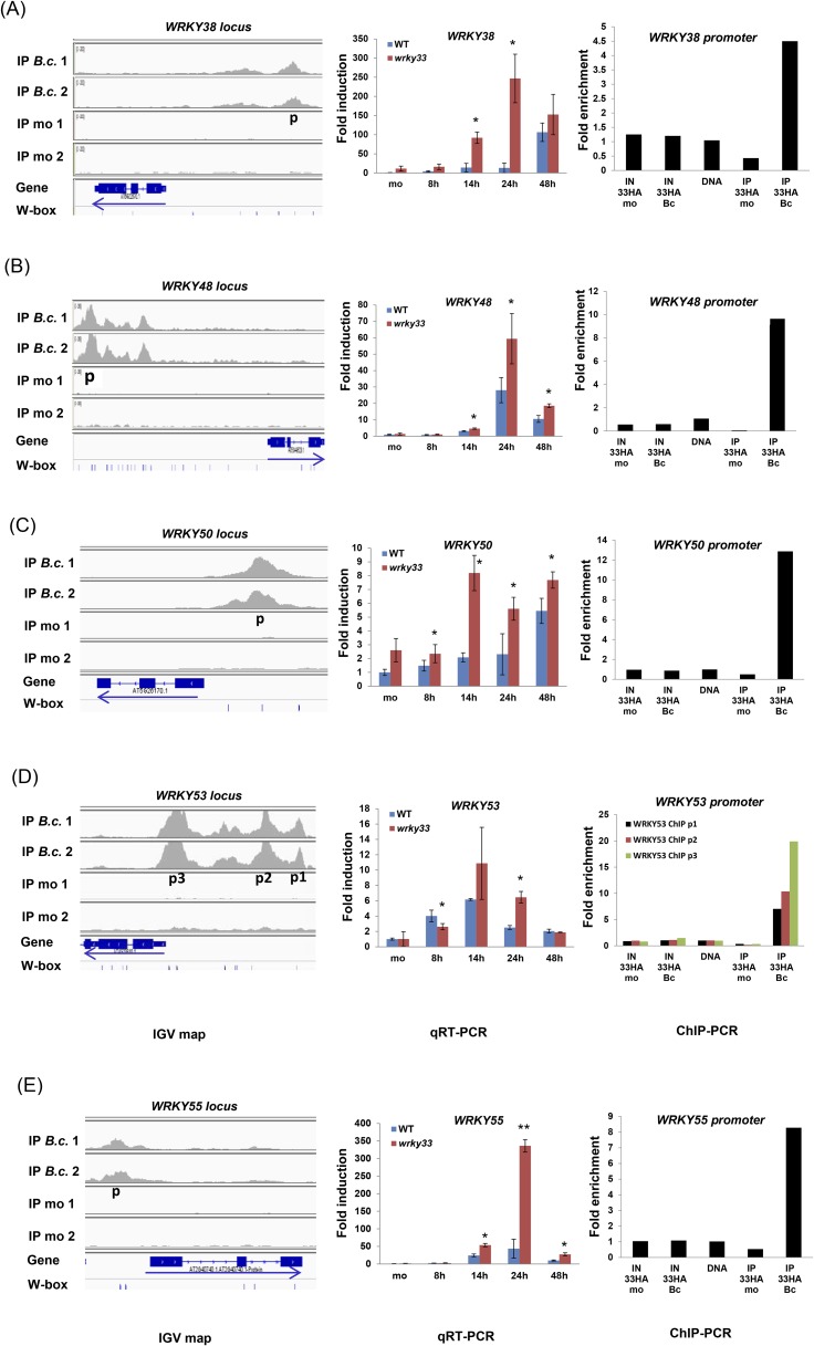 Figure 3—figure supplement 1.