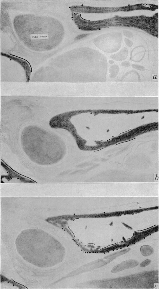 Plate 8