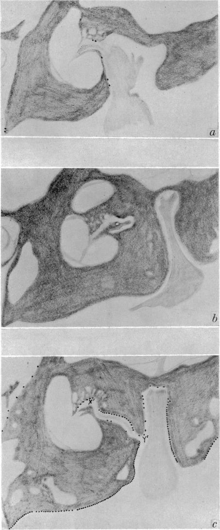 Plate 7