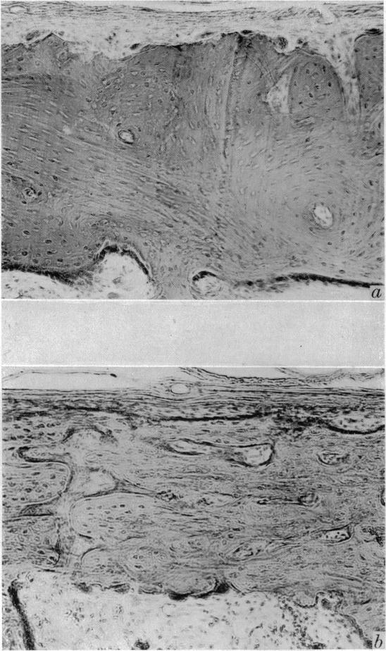 Plate 2