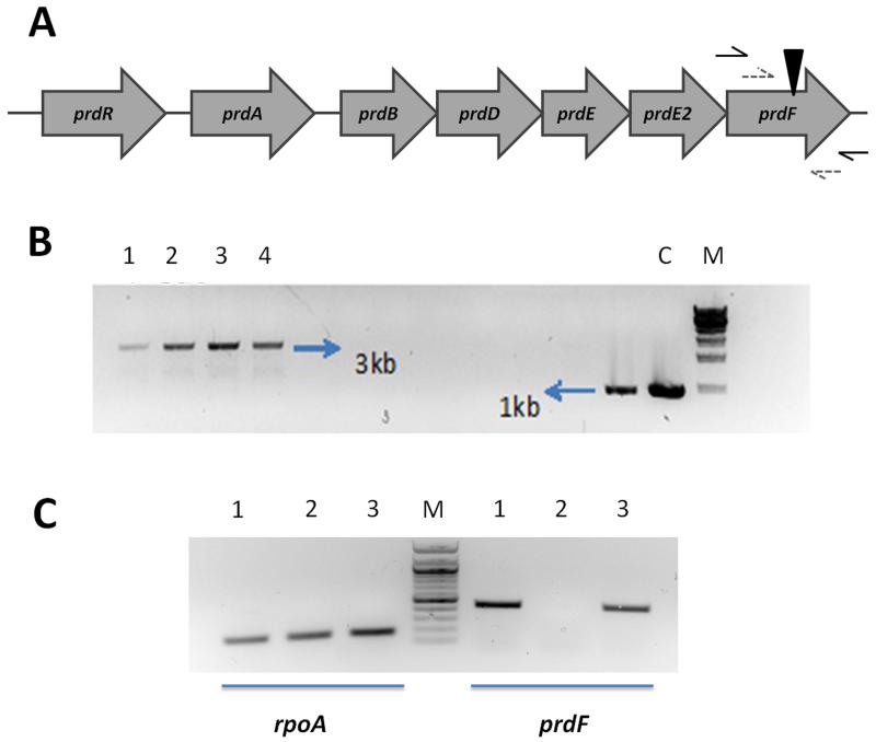 Fig.1