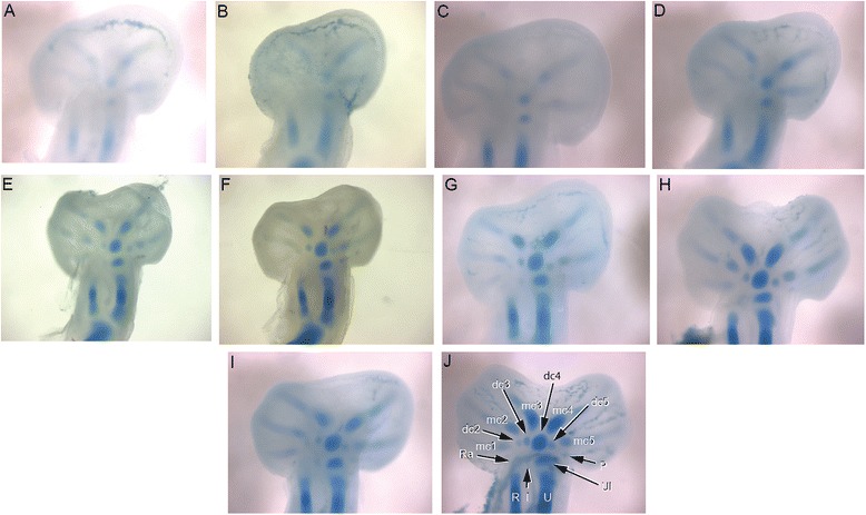 Fig. 11