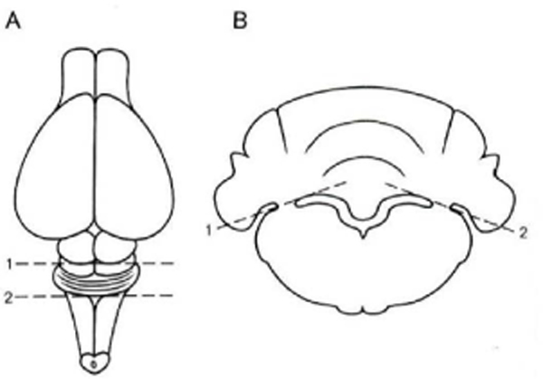 Fig.2