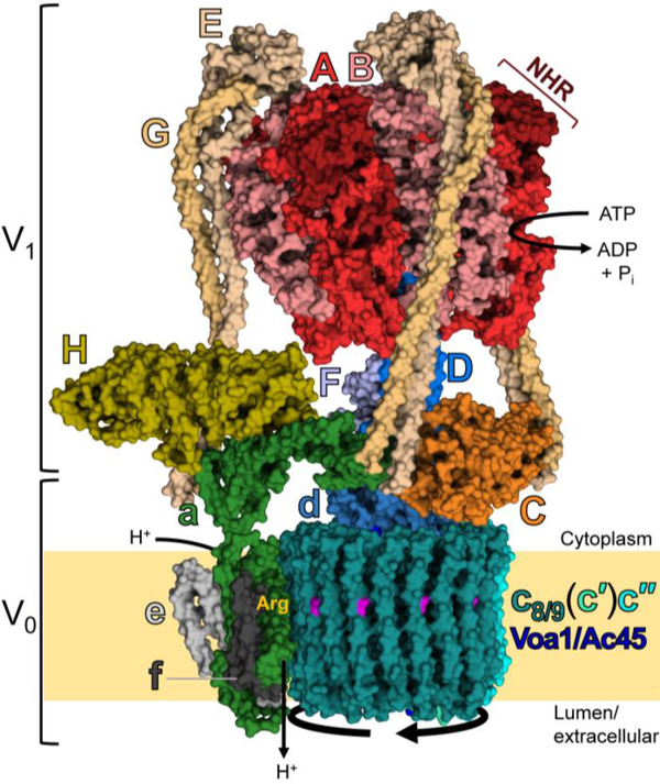 Fig. 1.