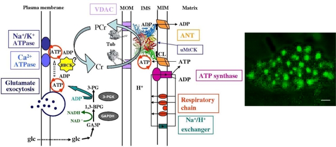 Figure 5.